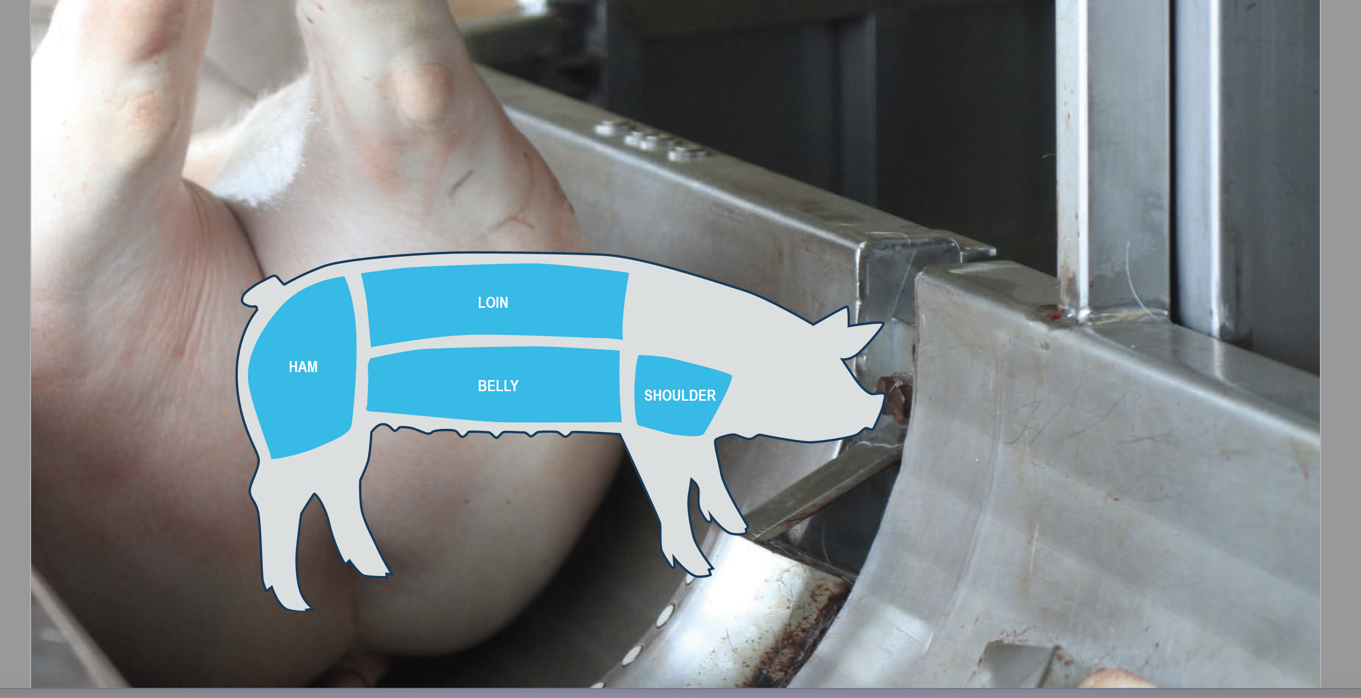 AutoFom III全自動肉豬屠體評級系統